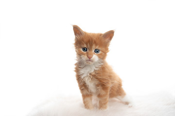 studio portrait of a cute 5 week old ginger maine coon kitten isolated on  white background looking at camera
