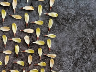 Gerbera petals on a dark background. Top view. 