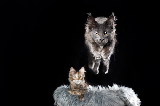 Front View Of A Blue Tabby Maine Coon Kitten Jumping Off Pet Bed Towards Camera Looking Focused. Another Cat Resting In The Background Isolated On Black