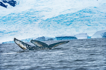 Fototapeta premium Two Humpback Whales Blue Iceberg Water Charlotte Harbor Antarctica
