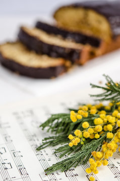 A branch of yellow mimosa on a background of homemade homemade cake with chocolate icing in a section on a white background