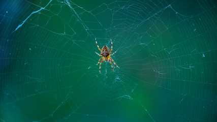 Spider in spider web