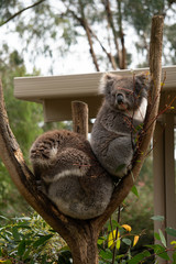 Fototapeta premium Koala