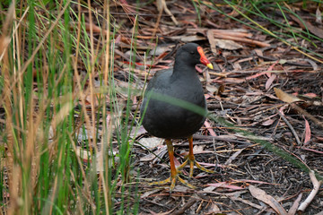 Hen