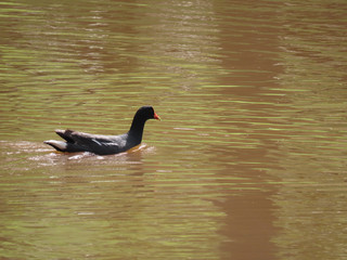 Wild black duck with red crest swimming in lake