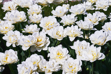 White tulip flowers blooming in a tulip field at sunset. Top view. Nature