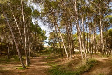 Dirt road in a pine forest