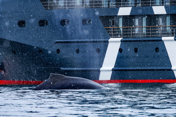 Snowing Humpback Whale Antarctic Ship Charlotte Harbor Antarctica © Bill Perry
