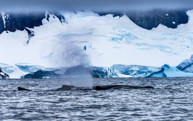 Humpback Whales Breathing Glaciers Charlotte Harbor Antarctica