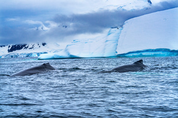 Humpback Whales Snow Mountains Glaciers Charlotte Harbor Antarctica