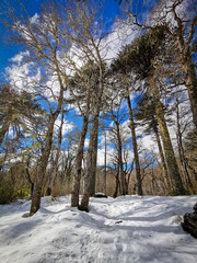 trees in winter conguillio