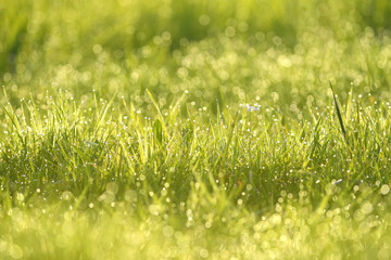 Wet summer green grass background