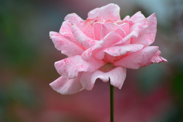 Pétalas de rosa aberta no jardim