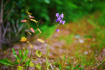 Purple wildflowers closeup on meadow or in forest