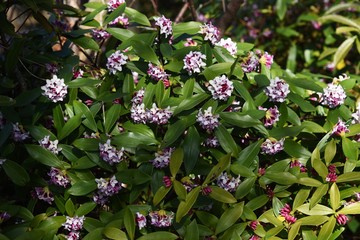 Winter daphne flowers / Winter daphne bloom strong aromatic flowers from February to March.