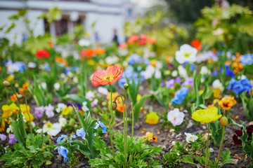 Obraz premium Mix of different sorts of poppy flowers