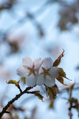 満開のサクラの花