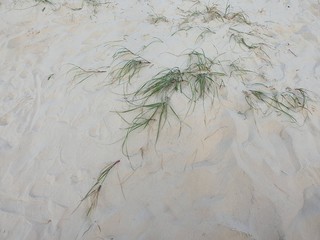 areia do mar