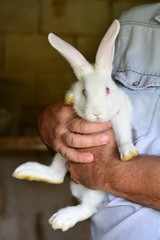 Coelho dócil na fazenda interior