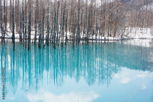 早春の湖 美瑛町青い池 Wall Mural Wallpaper Murals Kinpouge 早春の湖 美瑛町青い池 Wall Mural Wallpaper Murals Kinpouge