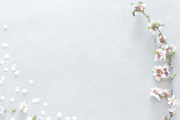 Fototapeta premium Almond tree flowers composition on gray background