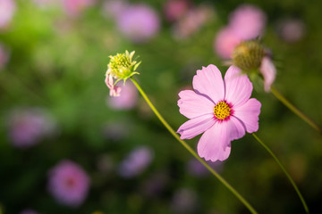 Obraz premium Beautiful Cosmos flowers in garden. Nature background.