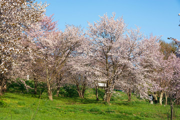 Fototapeta premium サクラが満開の春の公園