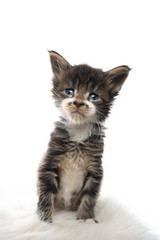 Obraz premium studio portrait of a tiny cute 5 week old maine coon kitten with mustache sitting on fake fur looking at camera isolated on white background