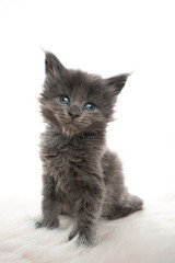 studio portrait of a tiny cute 5 week old blue maine coon kitten sitting on fake fur tilting head looking at camera isolated on white background