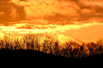 Selective focus leafless trees (curve line) silhouette and dramatic fiery red orange sunset with ...