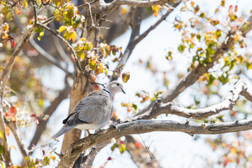 Obraz premium White dove perched on a tree branch with green leaves on a white background