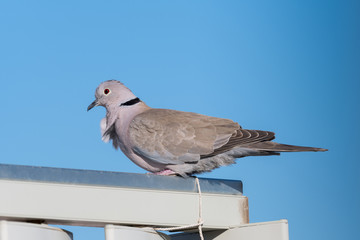 A red-eyed gull perched on an iron railing with a blue sky in the background