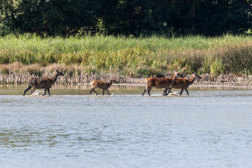 Fototapeta na wymiar Group of deer passing by the lagoon of a city park