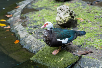Fototapeta premium A bird called muscovy duck is inside a small pond in a park in the middle of the city