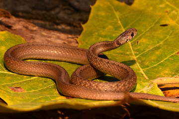 Storeria dekayi