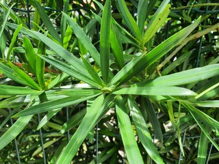 folhagem verde decorativa