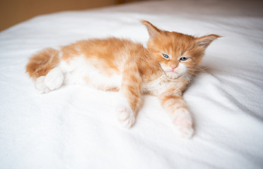 Fototapeta na wymiar cute sleepy 5 week old ginger maine coon kitten lying on white blanket relaxing