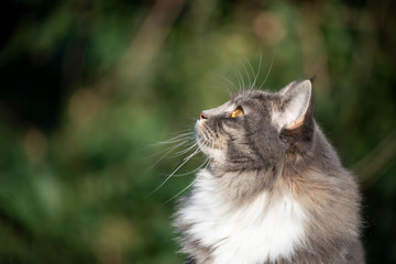 Naklejka na ściany i meble close-up side vew of a blue tabby maine coon cat outdoors in nature looking up curiously