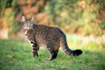 Naklejka na ściany i meble tabby cat standing on lawn outdoors in the garden looking back over shoulder