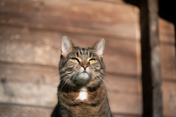 Fototapeta premium portrait of a tabby cat in sunlight in front of a wooden background observing the garden