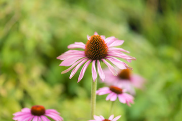 pink flower in the garden