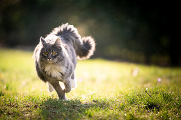 Fototapeta blue tabby maine coon cat with fluffy tail running on lawn in sunlight obraz