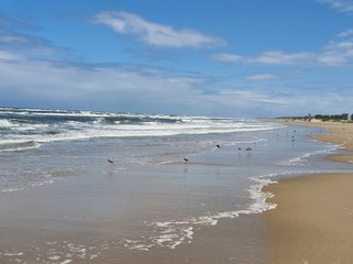 Fototapeta na wymiar pássaros na beira mar praia