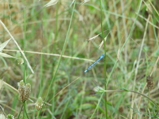 drago azzurro
