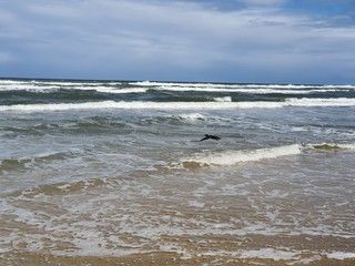 pássaros na beira mar praia