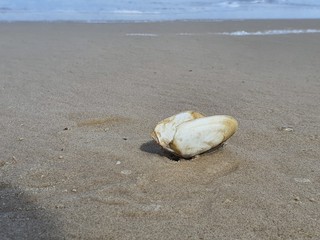 concha na beira mar