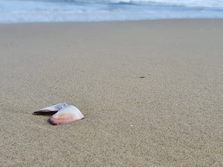 concha na beira mar