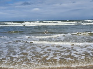 pássaros na beira mar praia