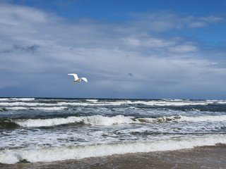 pássaros na beira mar praia