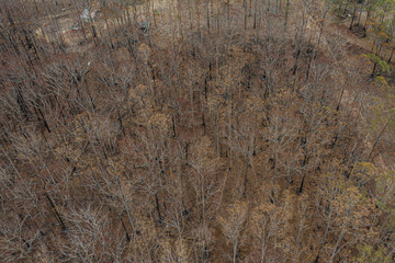 burnt forest after bushfires in Australia